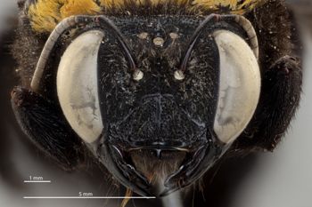 Media type: image;   Entomology 810656 Aspect: head frontal view